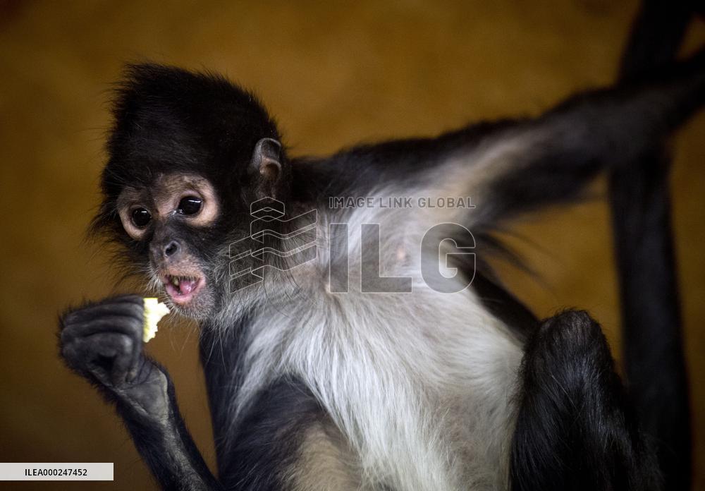 Geoffroy's spider monkey (Ateles geoffroyi), black-handed spider monkey