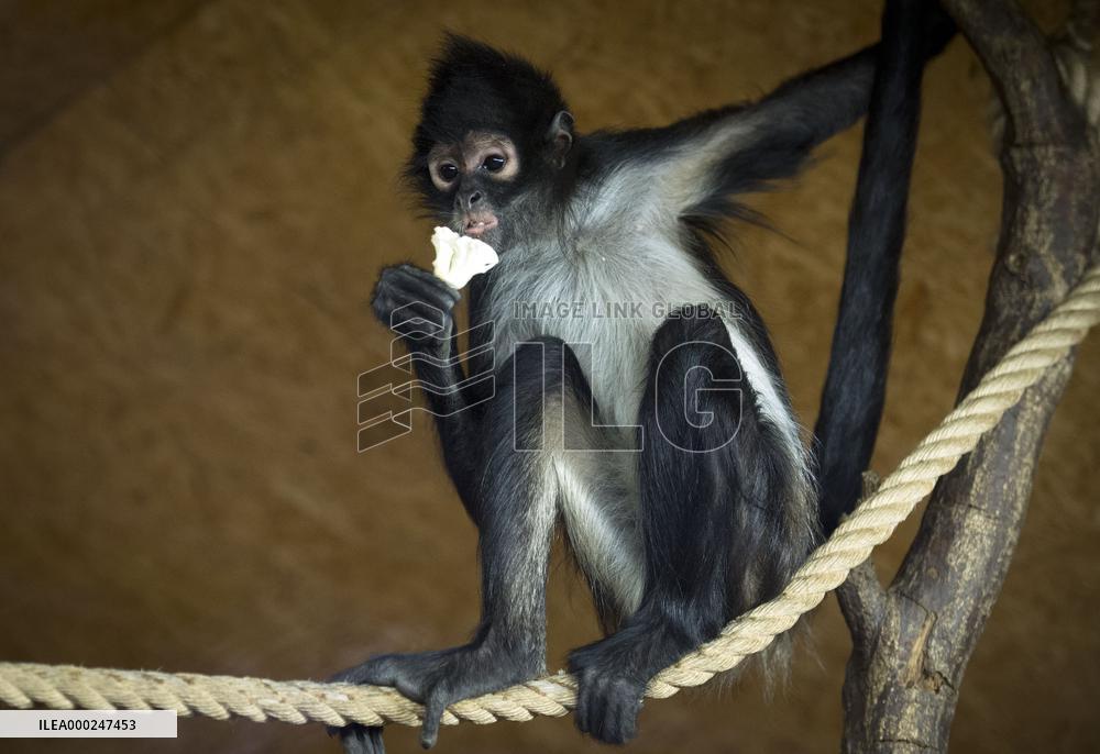 Geoffroy's spider monkey (Ateles geoffroyi), black-handed spider monkey