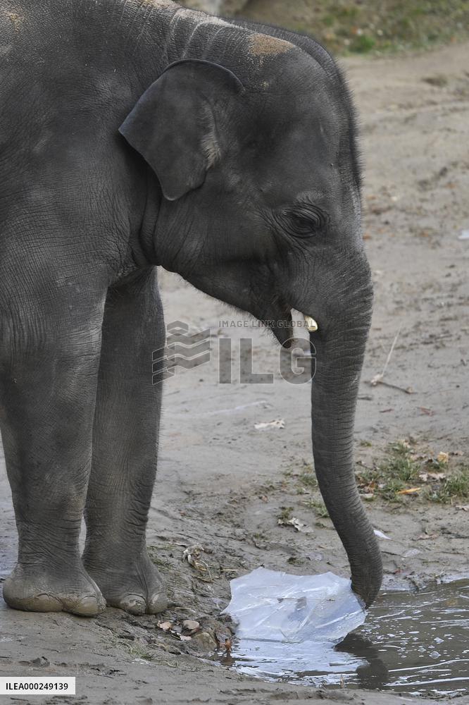 Asian elephant (Elephas maximus), water, ice