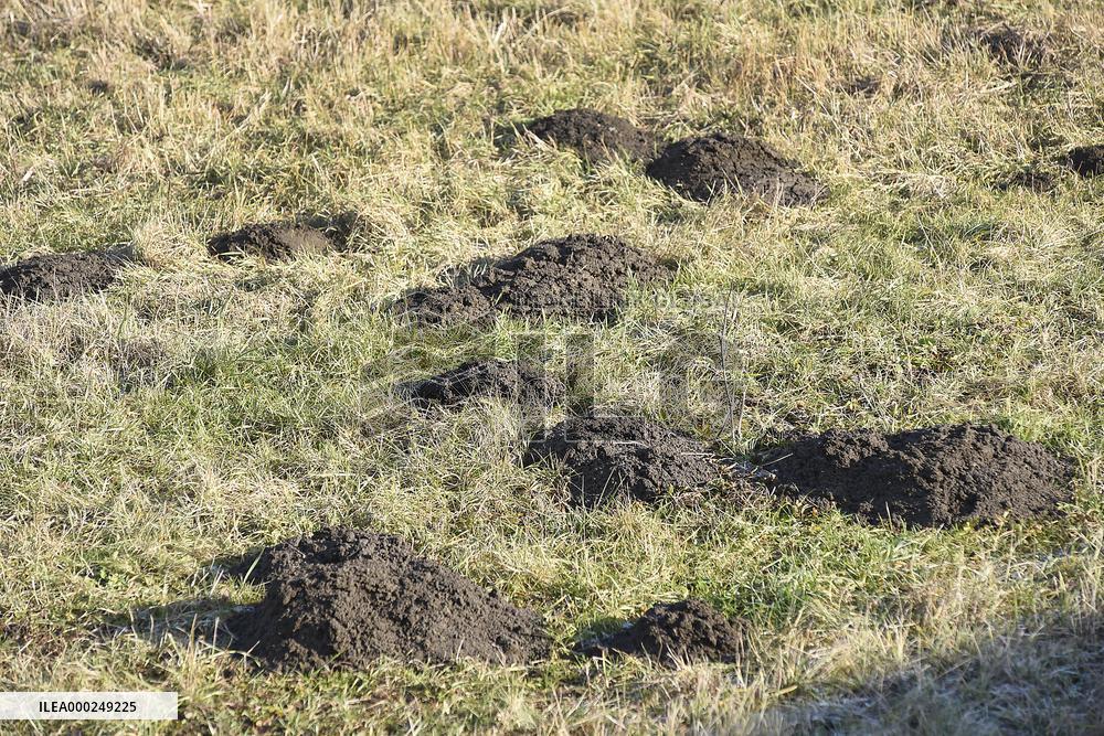 molehill, molehills