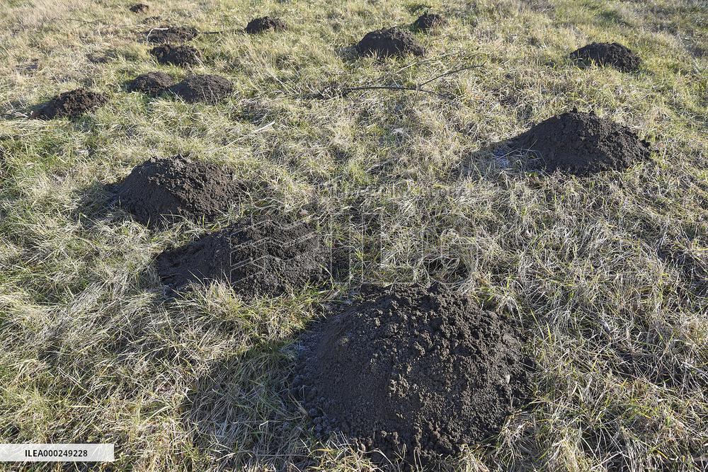 molehill, molehills