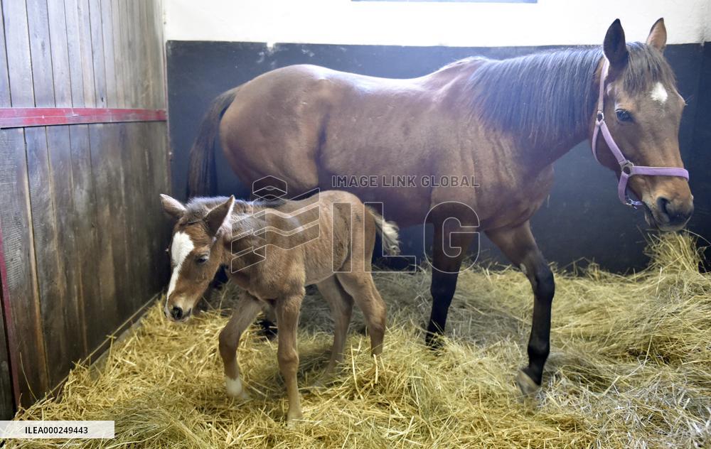 Thoroughbred colt
