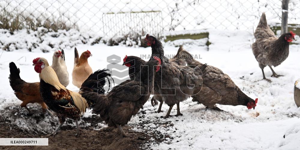 Bird flu pathogenic type H5N8, hen