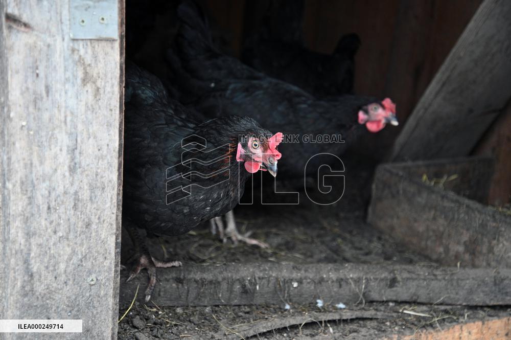 Bird flu pathogenic type H5N8, hen