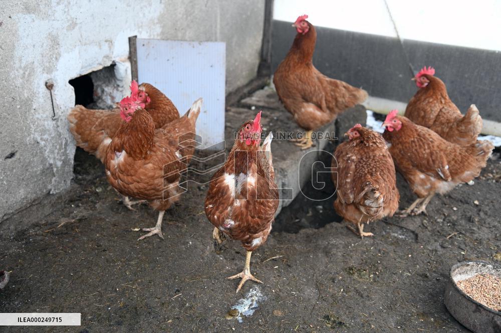 Bird flu pathogenic type H5N8, hen