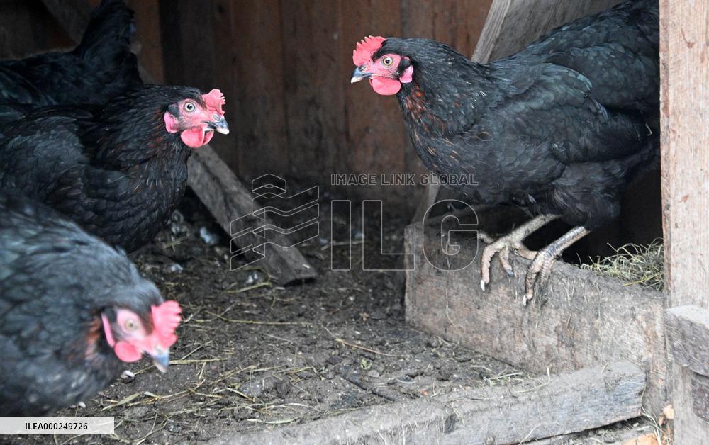 Bird flu pathogenic type H5N8, hen