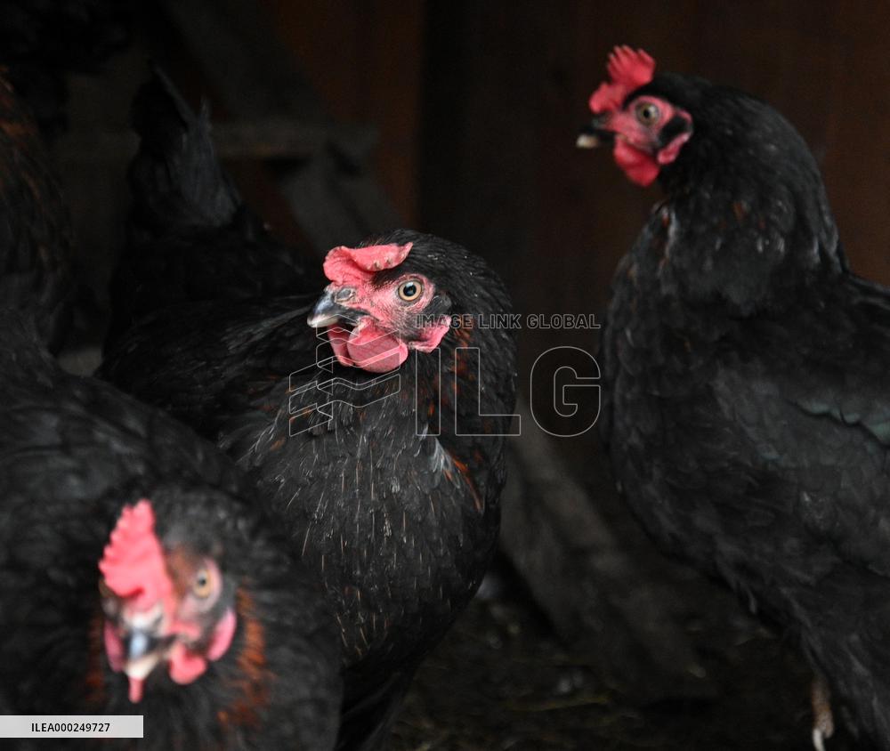 Bird flu pathogenic type H5N8, hen