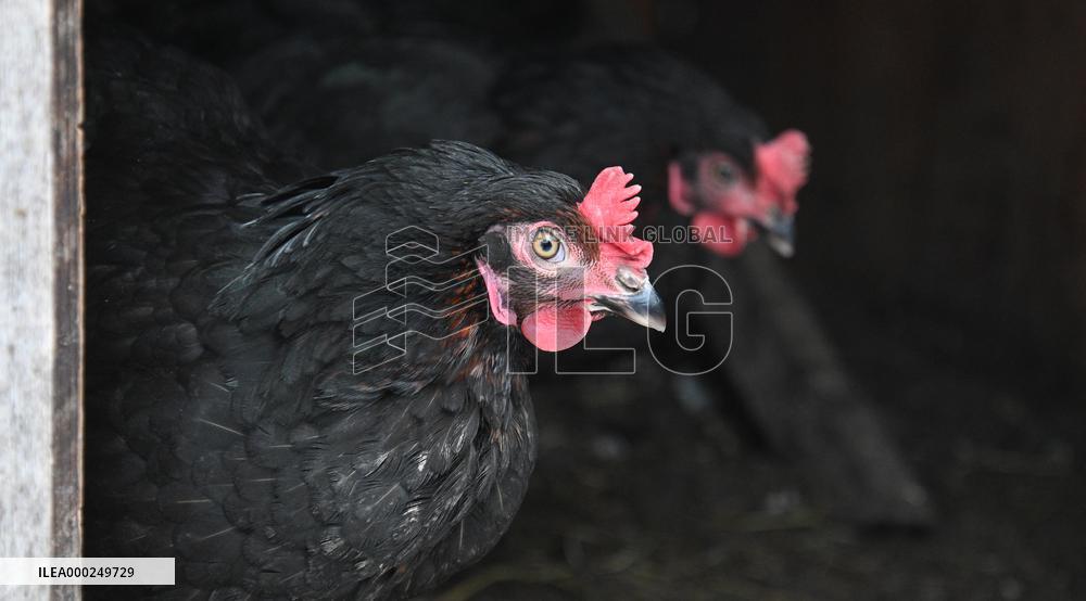 Bird flu pathogenic type H5N8, hen