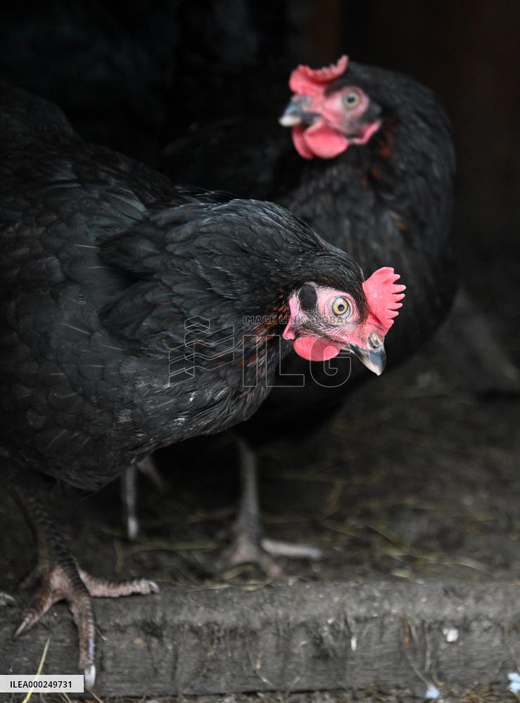 Bird flu pathogenic type H5N8, hen