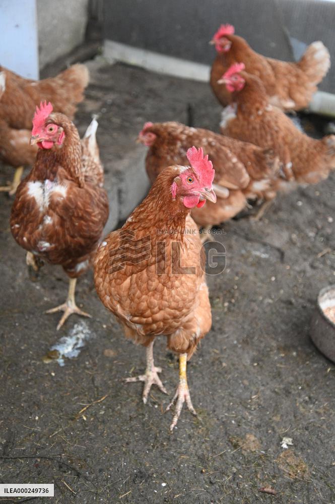 Bird flu pathogenic type H5N8, hen