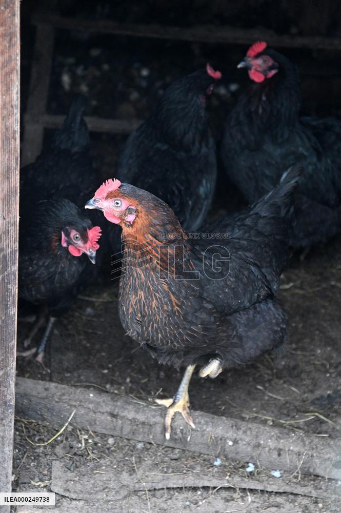 Bird flu pathogenic type H5N8, hen