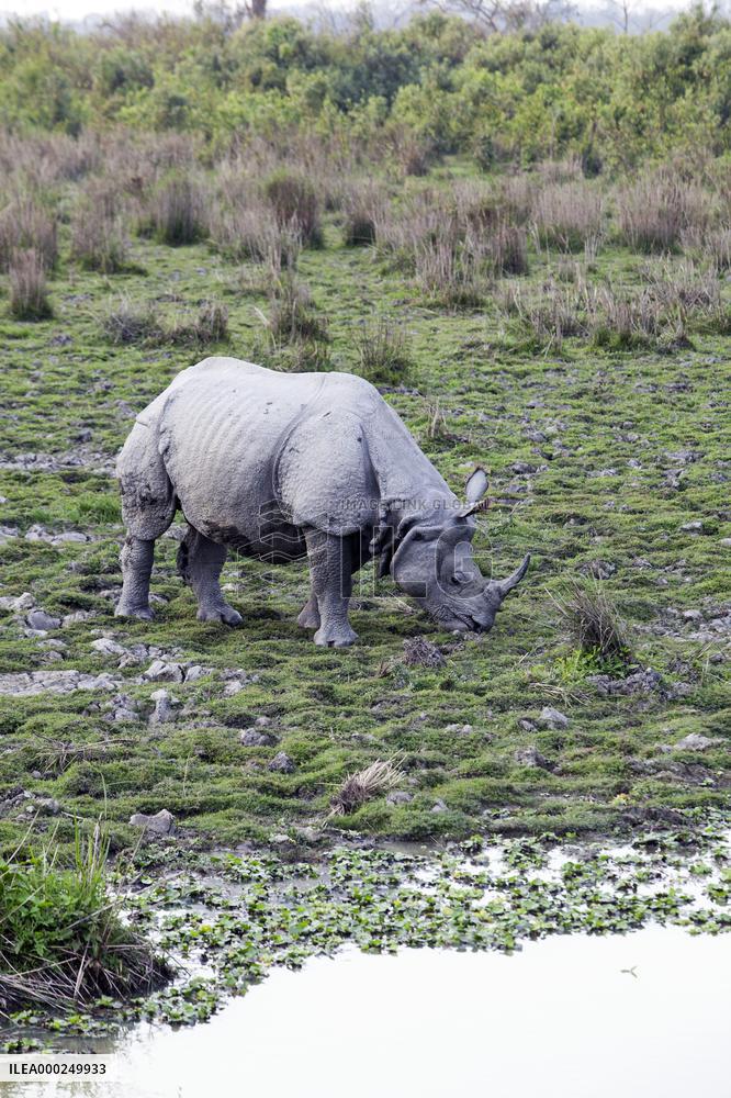 Asian Greater One-horned Rhinoceros, Great Indian Rhinoceros, Rhinoceros unicornis, Kaziranga