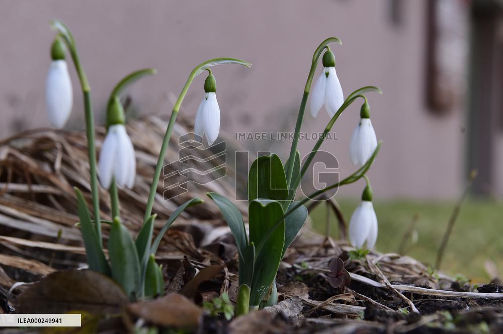 Galanthus nivalis, the snowdrop or common snowdrop, snowdrops
