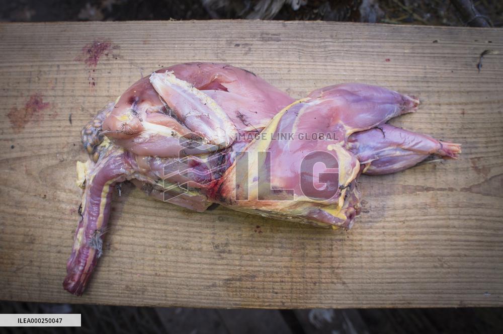 skinned common pheasant cock, skin, pelt, hide, hunted game, shot, dead