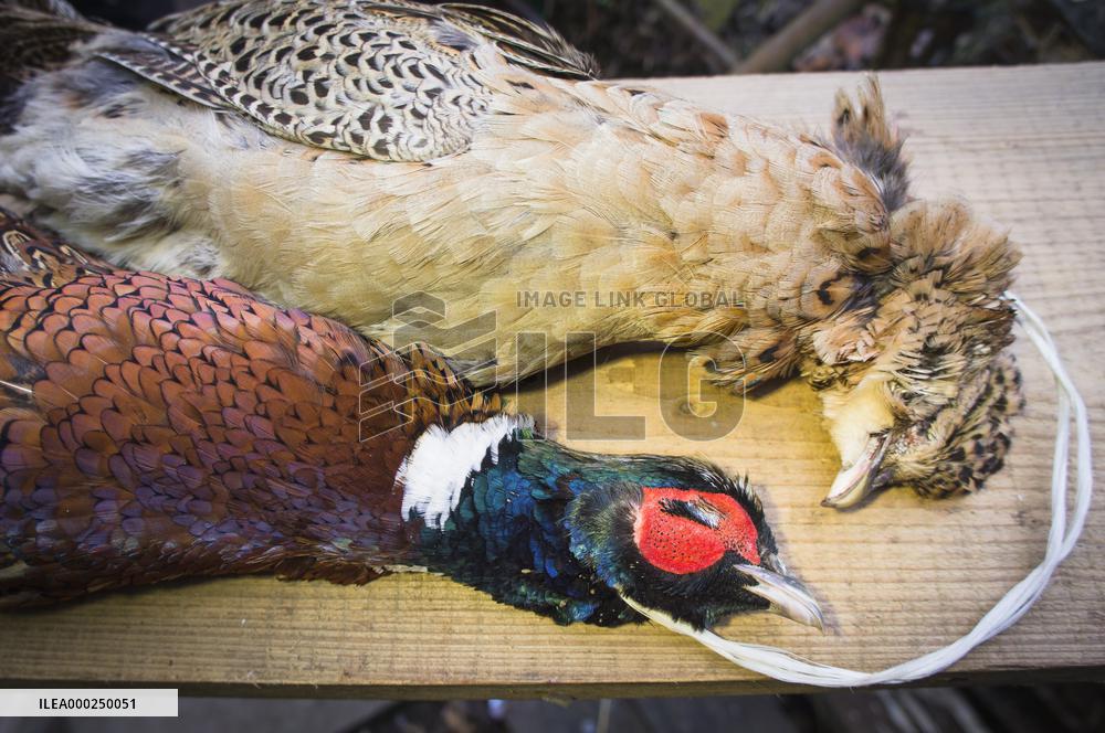 hunted game, shot common pheasant, dead pheasants
