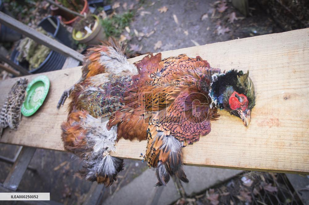 skinned common pheasant cock, skin, pelt, hide, hunted game, shot, dead