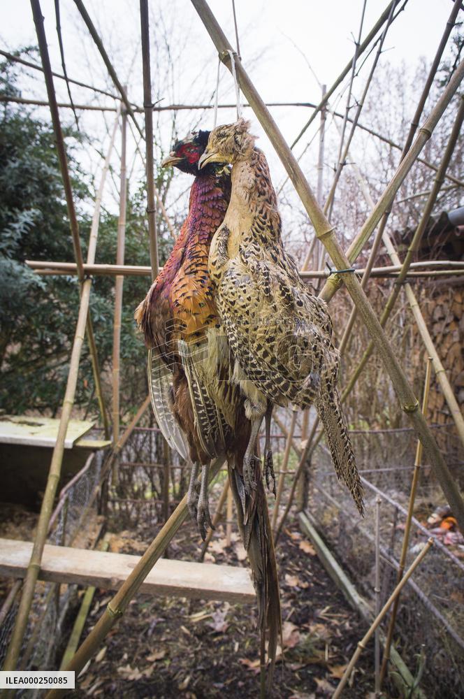 hunted game, shot common pheasant, dead pheasants hanging outside