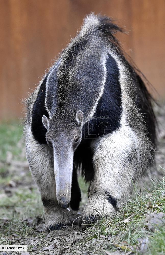 giant anteater (Myrmecophaga tridactyla)