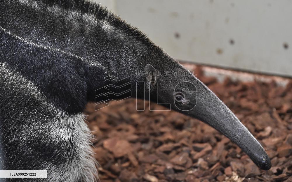 giant anteater (Myrmecophaga tridactyla)