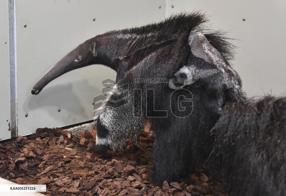 giant anteater (Myrmecophaga tridactyla)