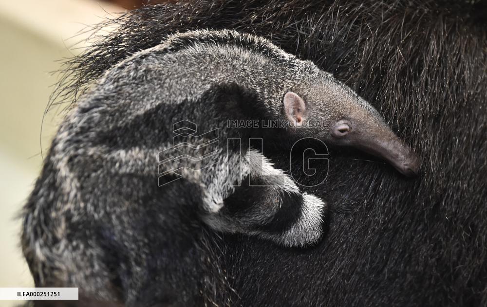 giant anteater (Myrmecophaga tridactyla)