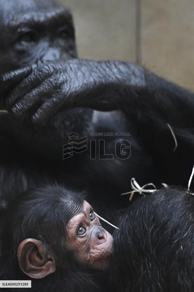 chimpanzee (Pan troglodytes)