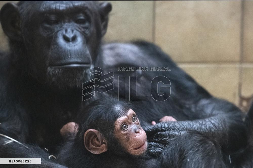 chimpanzee (Pan troglodytes)