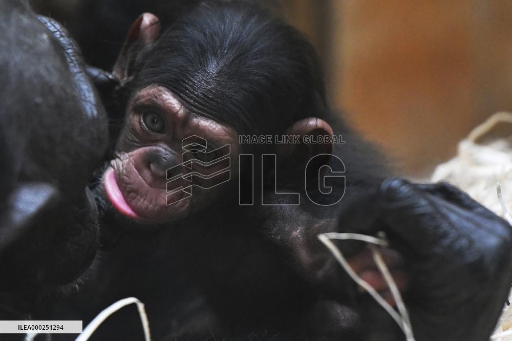 chimpanzee (Pan troglodytes)
