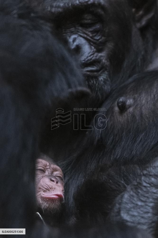 chimpanzee (Pan troglodytes)