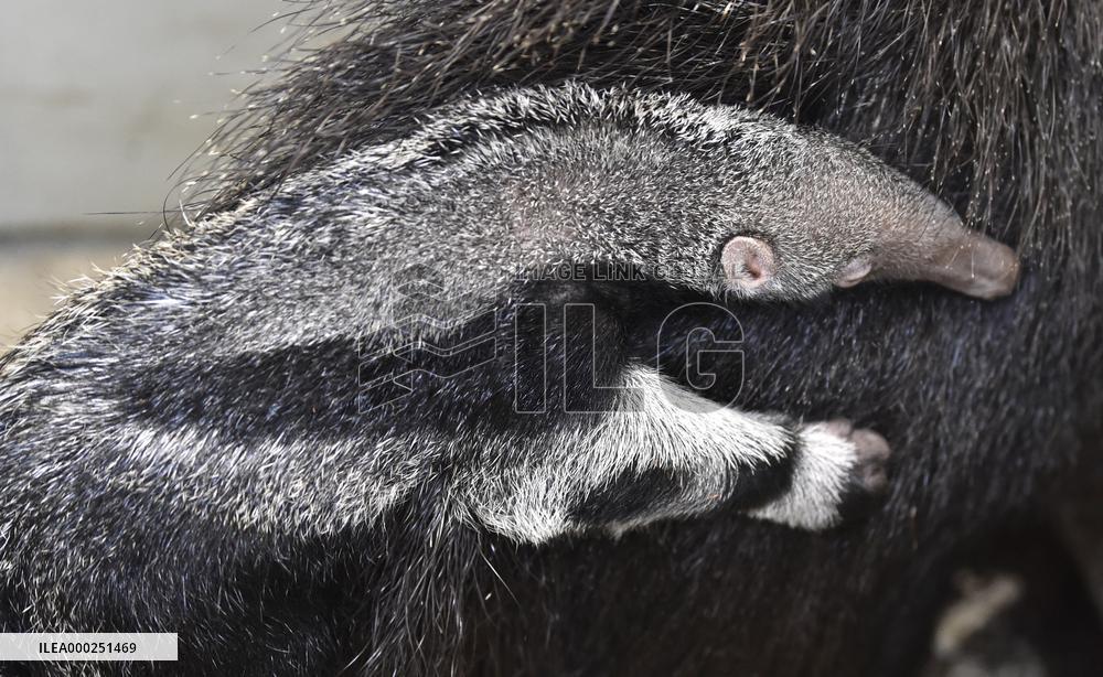 giant anteater (Myrmecophaga tridactyla)