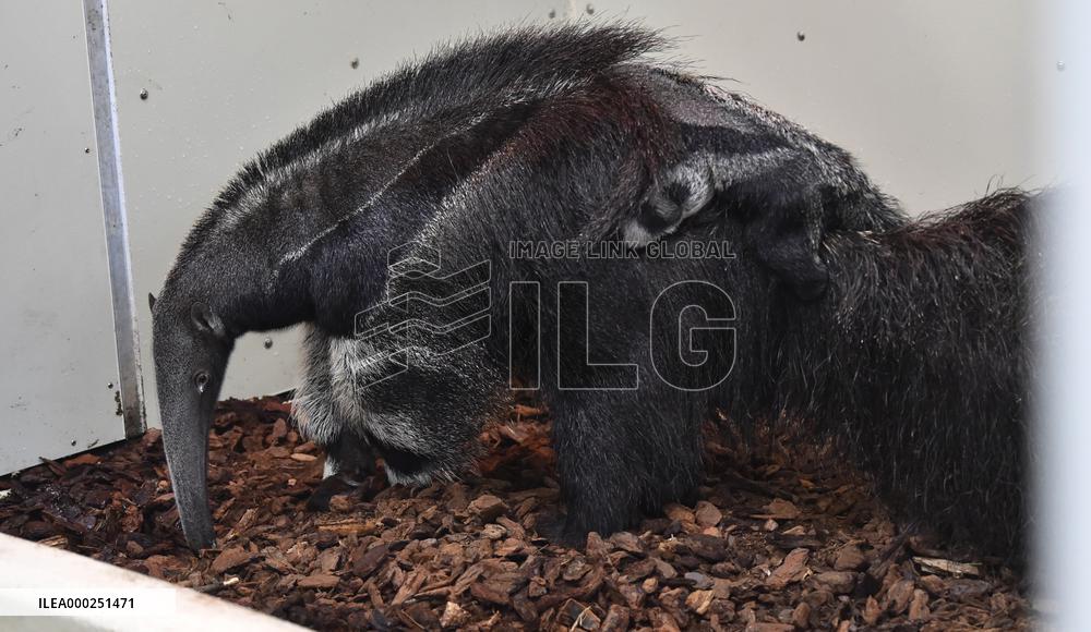 giant anteater (Myrmecophaga tridactyla)