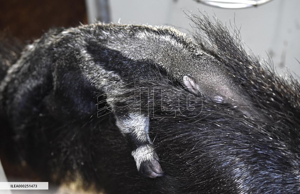 giant anteater (Myrmecophaga tridactyla)