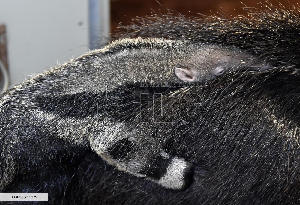 giant anteater (Myrmecophaga tridactyla)