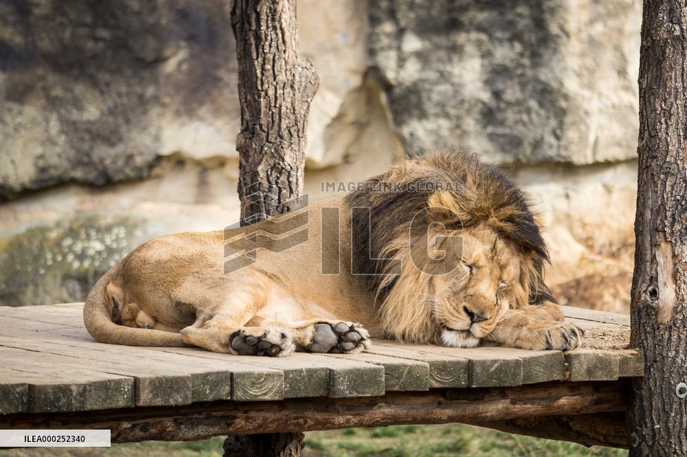 Sleeping lion