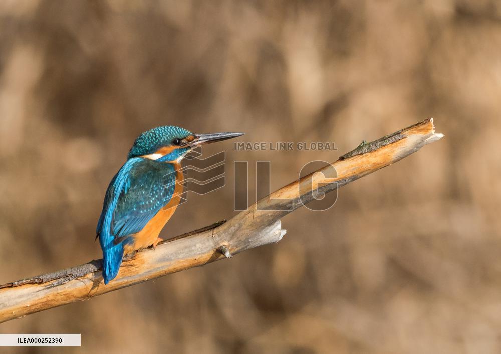 Kingfisher on the branch