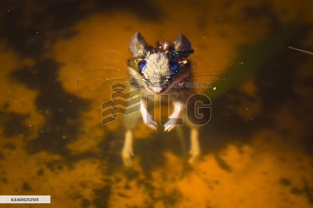 Eastern House Mouse, Mus musculus, dead animal, drowned, water