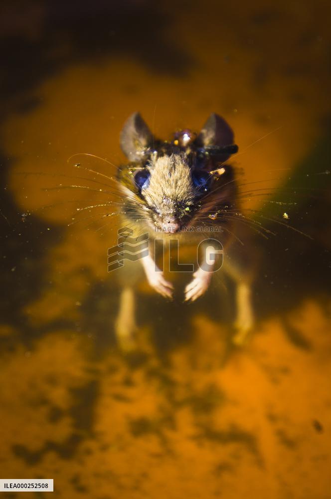 Eastern House Mouse, Mus musculus, dead animal, drowned, water
