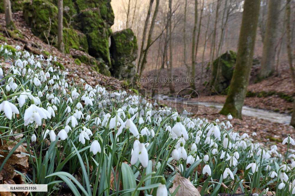 Galanthus nivalis, snowdrop