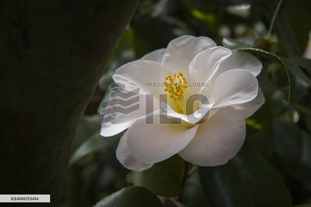 Camellia japonica, flower
