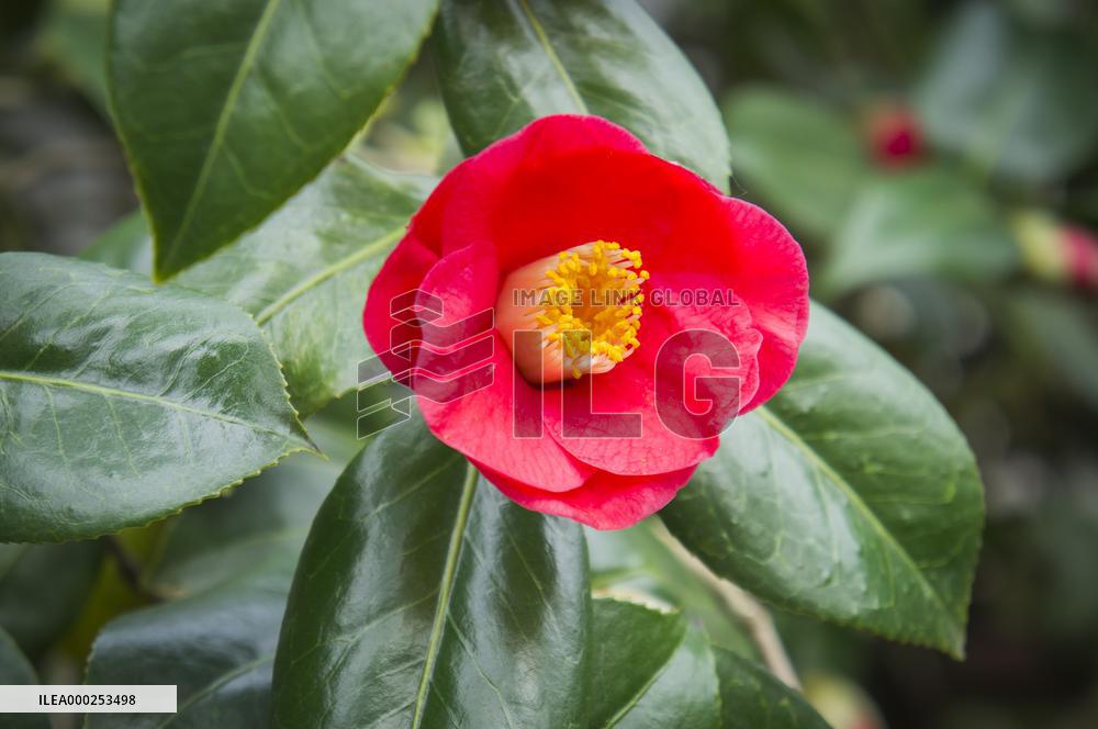 Camellia japonica, flower