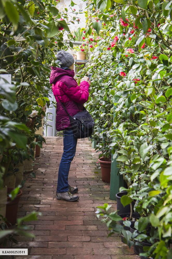 Camellia japonica, flower