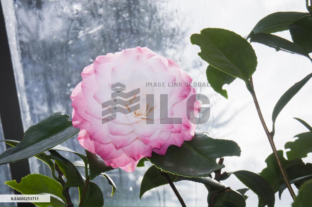 Camellia japonica, flower