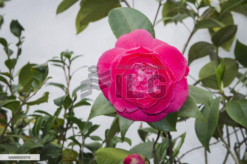 Camellia japonica, flower