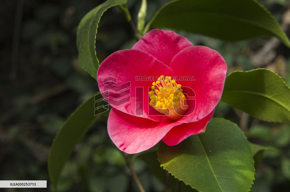Camellia japonica, flower