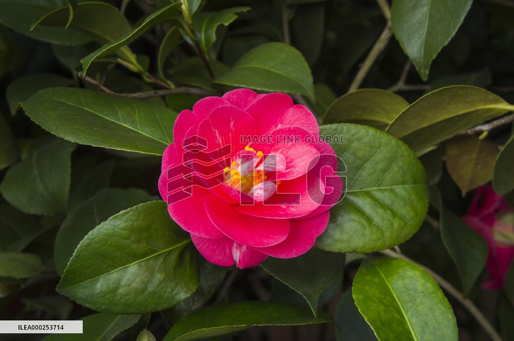 Camellia japonica, flower