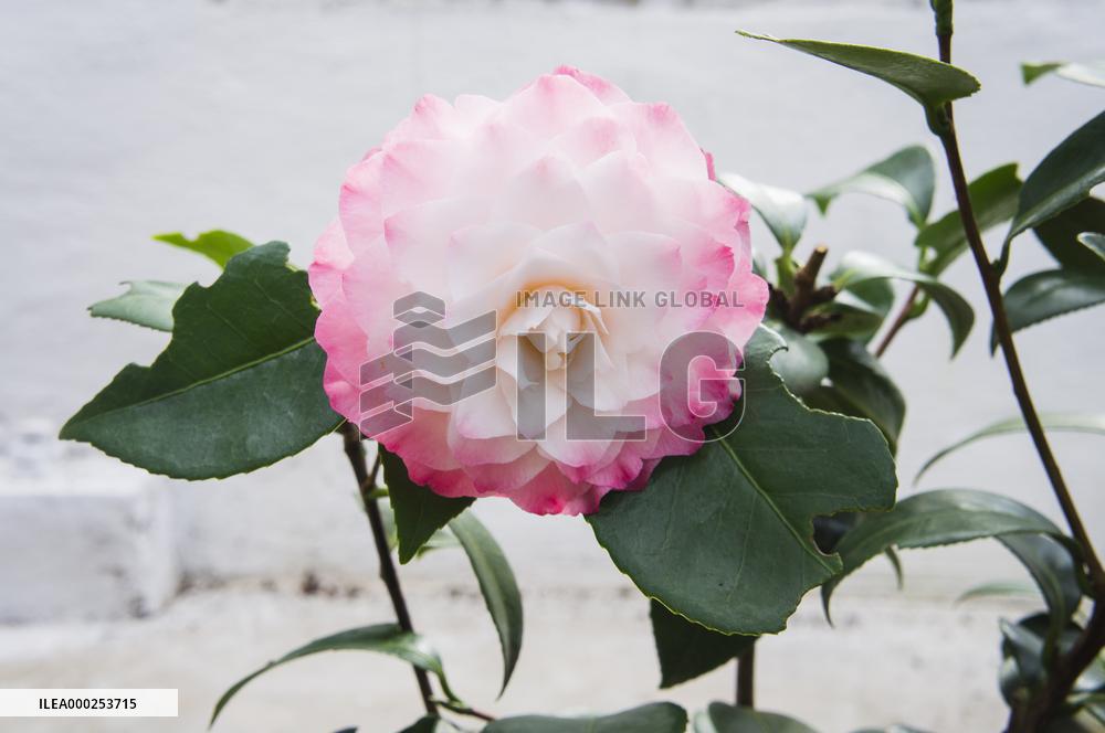 Camellia japonica, flower
