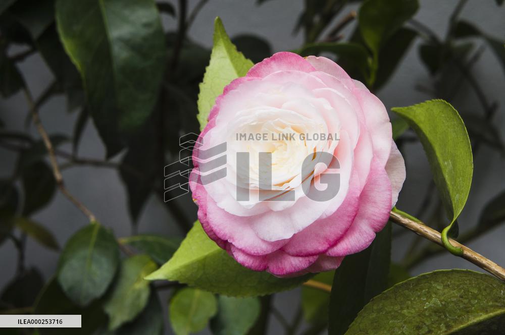 Camellia japonica, flower