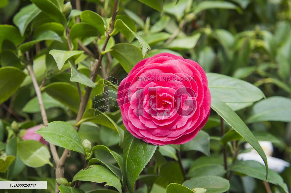 Camellia japonica, flower