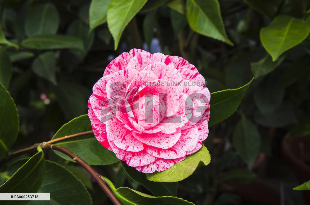 Camellia japonica, flower