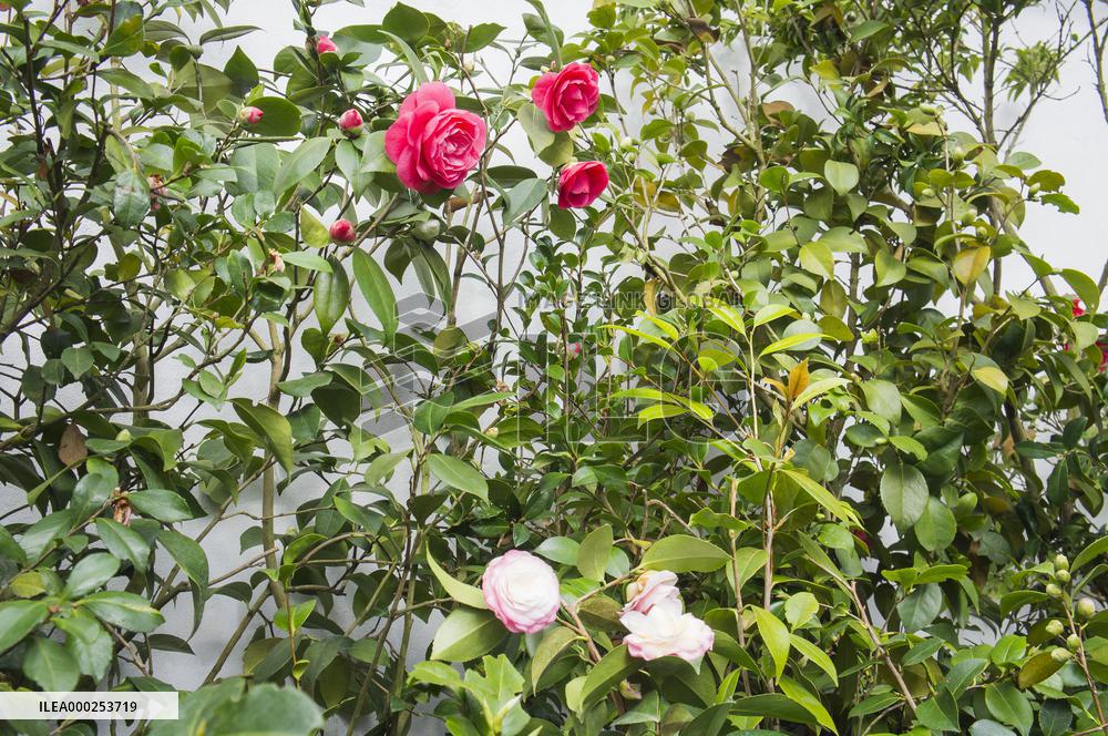 Camellia japonica, flower